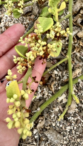 Cryptocarpus pyriformis, photograph 3