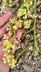 Cryptocarpus pyriformis, photograph author not stated, no rights reserved