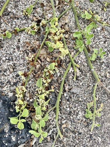 Cryptocarpus pyriformis, photograph 4
