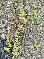 Cryptocarpus pyriformis, photograph author not stated, no rights reserved