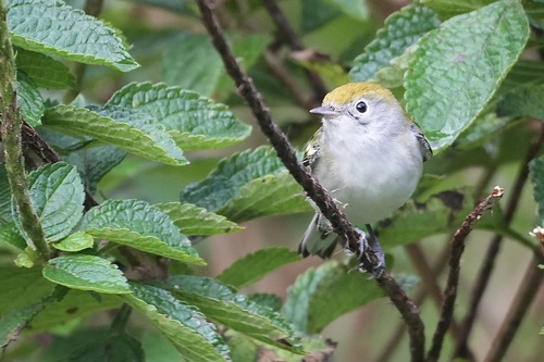 Chestnut-sided Warbler (Setophaga pensylvanica), photo 3