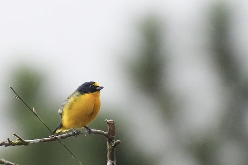 Yellow-throated Euphonia (Euphonia hirundinacea), photo 7