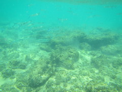 Hyporhamphus affinis
