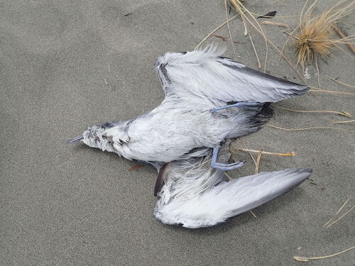 Fairy Prion (Pachyptila turtur), photo 2