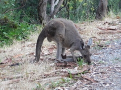 Macropus fuliginosus