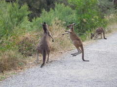 Macropus fuliginosus