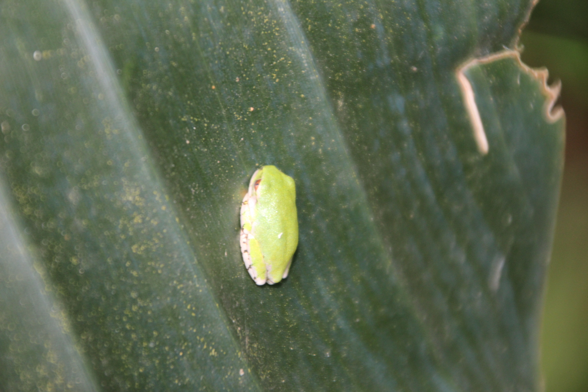 Leptopelis natalensis (Smith, 1849)