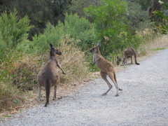Macropus fuliginosus