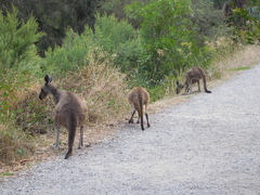 Macropus fuliginosus
