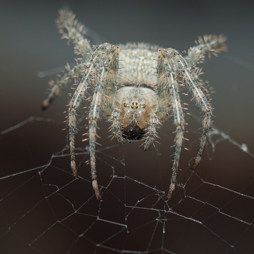 Barn Orbweaver photo 4