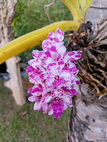 Rhynchostylis gigantea