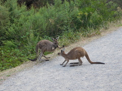 Macropus fuliginosus