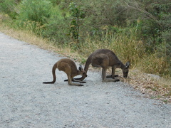 Macropus fuliginosus