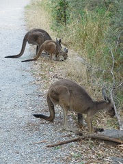 Macropus fuliginosus