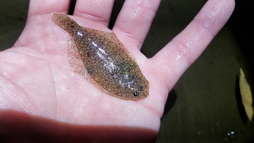 Bigmouth sanddab (Citharichthys gilberti) — Paralichthyidae — 2