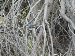 Rhipidura albiscapa