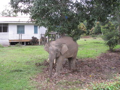 Elephas maximus borneensis