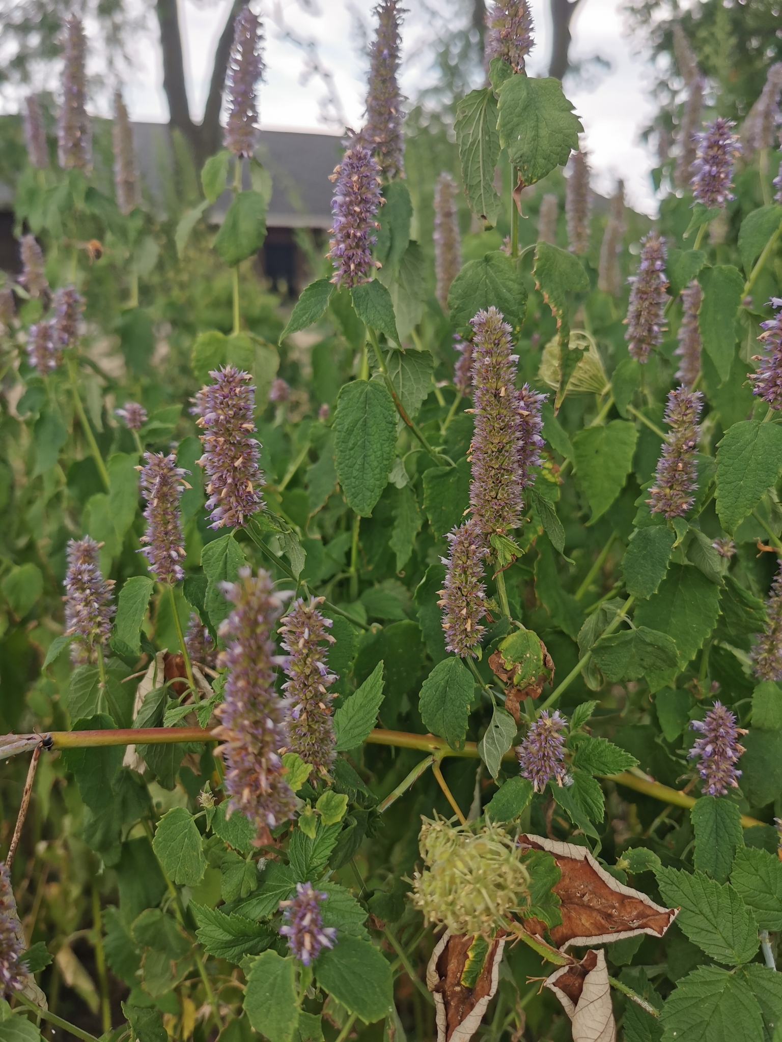 Anise Hyssop (Agastache foeniculum)