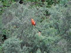 Platycercus elegans adelaidae