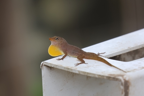 Schwartz' Anole, Anolis schwartzi