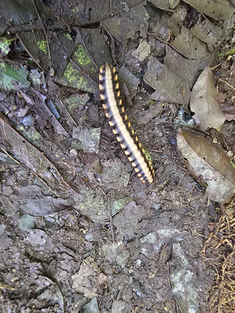 Python Millipede from Abangares, CR-GU, CR on January 24, 2026 at 02:00 ...