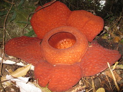 Rafflesia tuan-mudae
