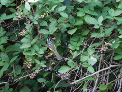 Phylidonyris novaehollandiae
