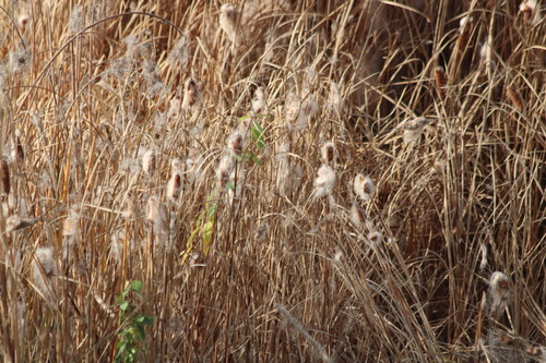 Graceful Cattail (Typha laxmannii)