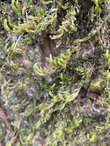 Pireella pohlii observed 2026-01-24