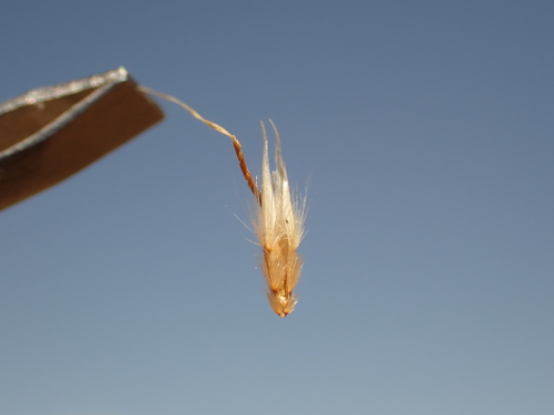 Rytidosperma duttonianum, 2026-01-25