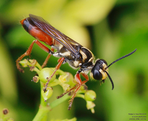 Sphex dorsalis photo 2