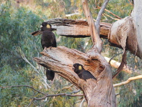 Yellow-tailed Black Cockatoo, photo 6 of 7