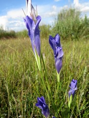 Gentianopsis barbata