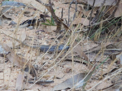 Liopholis whitii