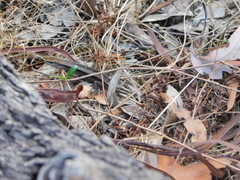 Lampropholis guichenoti