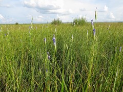 Gentianopsis barbata