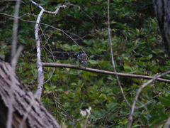 Phylidonyris novaehollandiae
