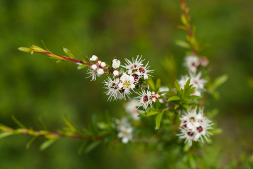 Yarra burgan (Kunzea leptospermoides)