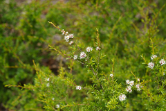 Kunzea leptospermoides, photograph (c) Kym Nicolson, some rights reserved (CC BY)