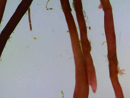 Ceratodictyon scoparium observed 2026-01-17