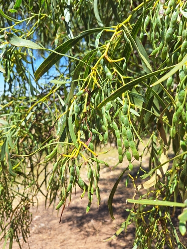 golden wreath wattle