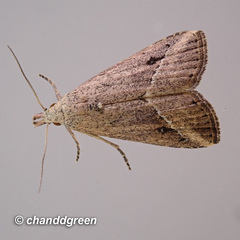 Luceria striata