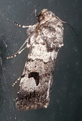 Thoracolopha flexirena