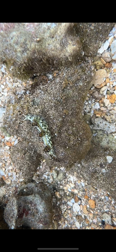 Elysia marginata, 2026-01-24
