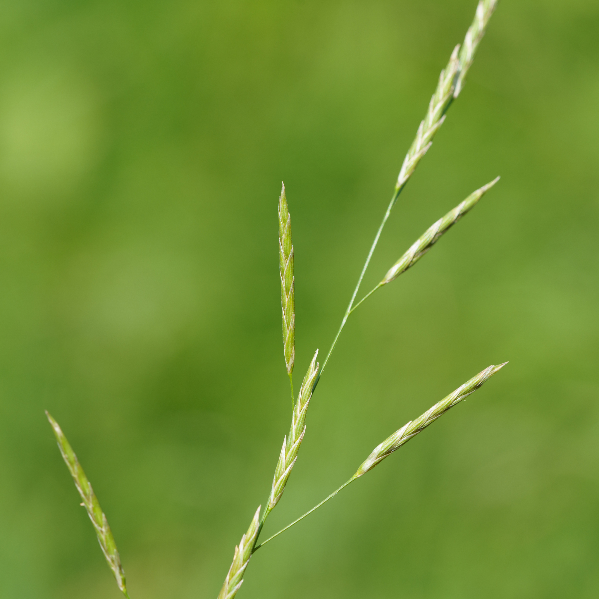 Glyceria australis