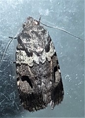 Thoracolopha flexirena