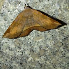 Lepidoptera
