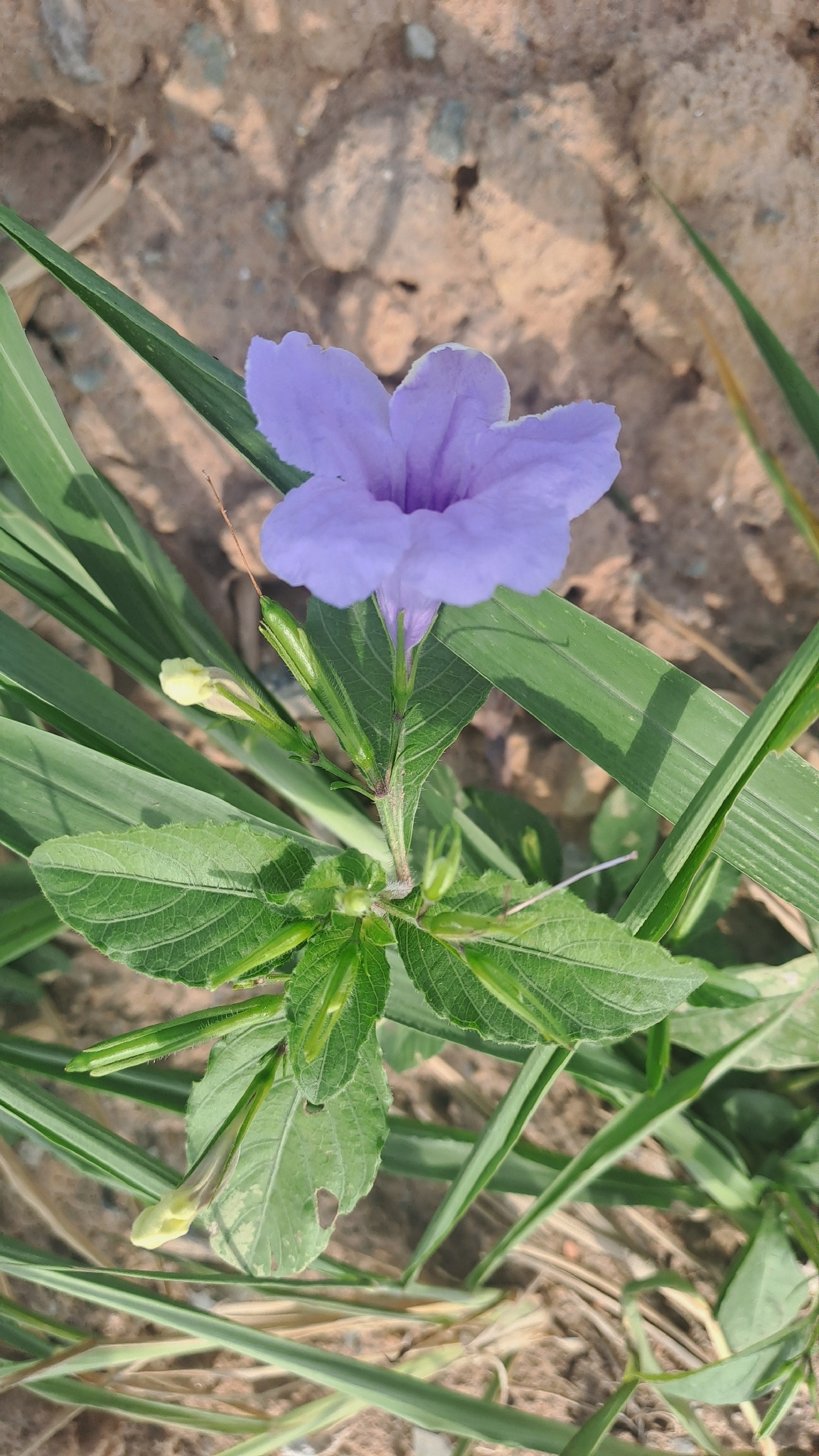 Ruellia tuberosa (Ruellia tuberosa)