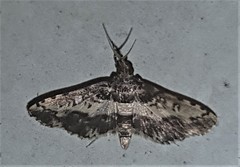 Nacoleia amphicedalis