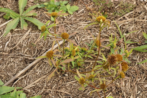 Greater Bur-marigold (Bidens radiata)